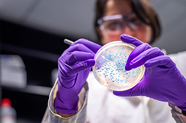 Scientist looking at petri dish
