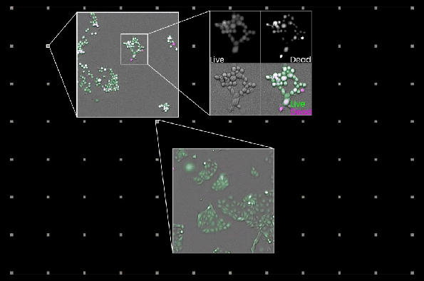 96 well plate images