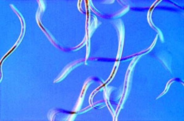 Strongyloides nematodes