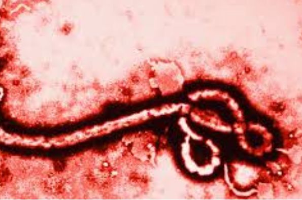 Ebola