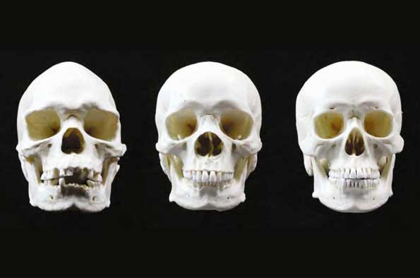 Aboriginal Australian cranial shape variability - University of Liverpool